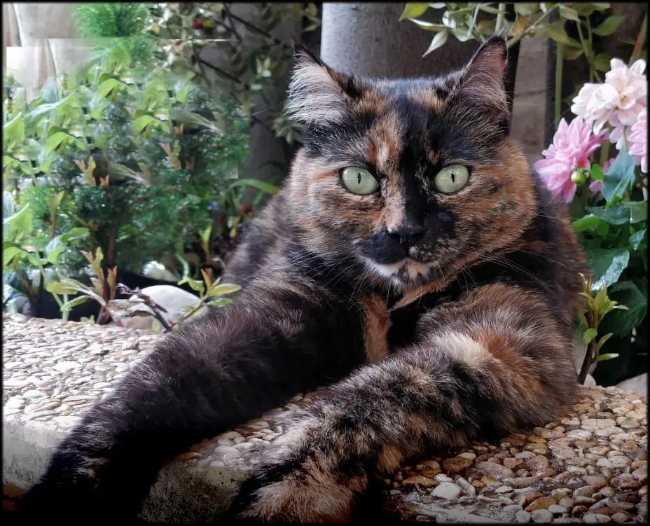 gatta lost    Pérouse Mia