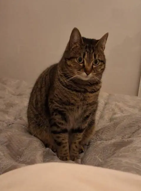 gatta lost    Pérouse Stella