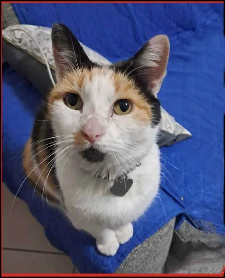 gatta lost   06073 Corciano Trilly