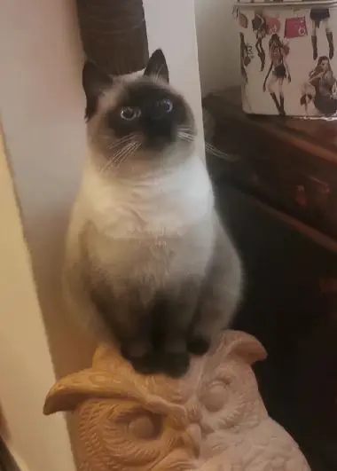 gatta lost    San Giuliano Terme Lady