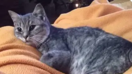 gatta lost    Montopoli in Val d'Arno Milù