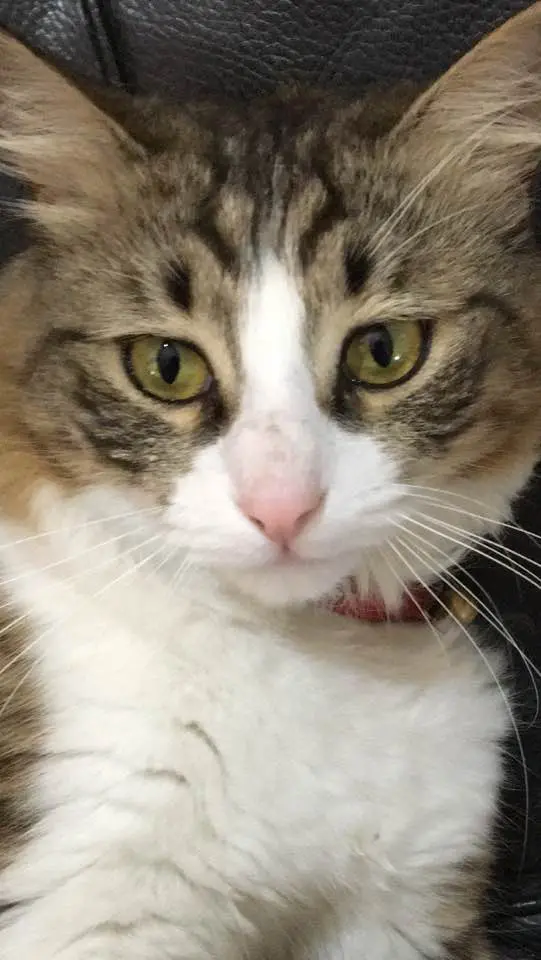 gatta lost    Pise Molly