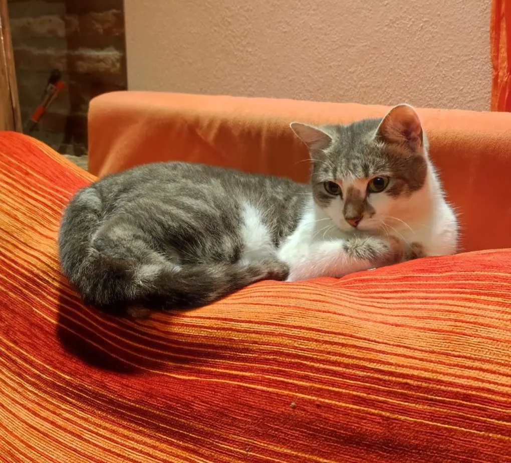 gatta lost    Cascina Yuma