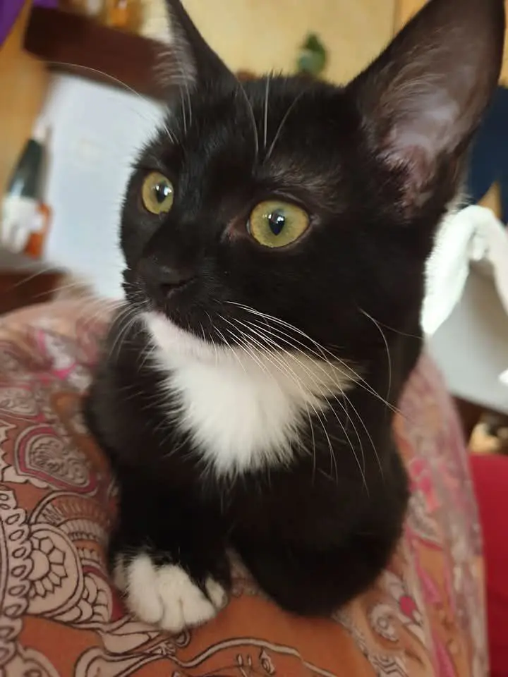 gatta lost  Piazzale della Stazione 33080 Villotta / Vilote Michi