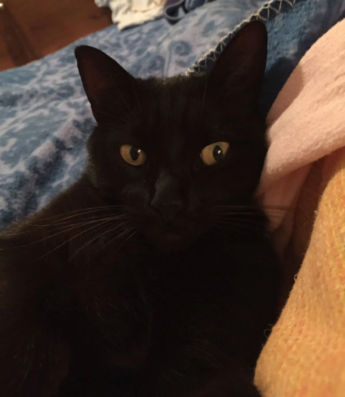 gatta lost   33072 Casarsa della Delizia / Cjasarsa Nerina