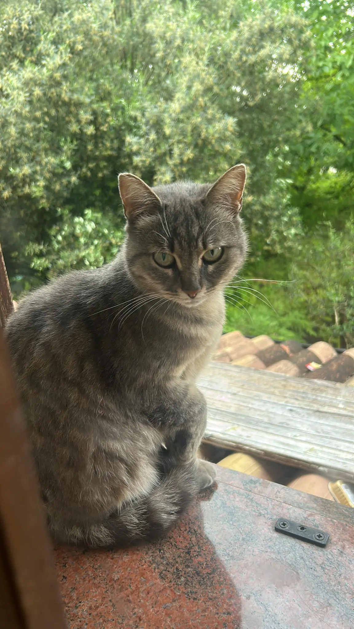 gatta lost   33080 San Quirino / San Quarin Emy