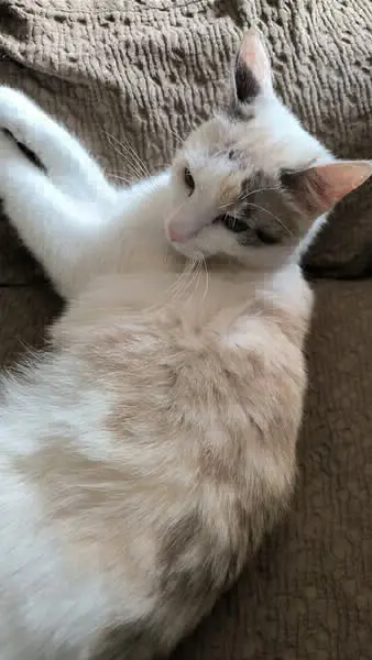 gatta lost   33080 Fiume Veneto Lugia.