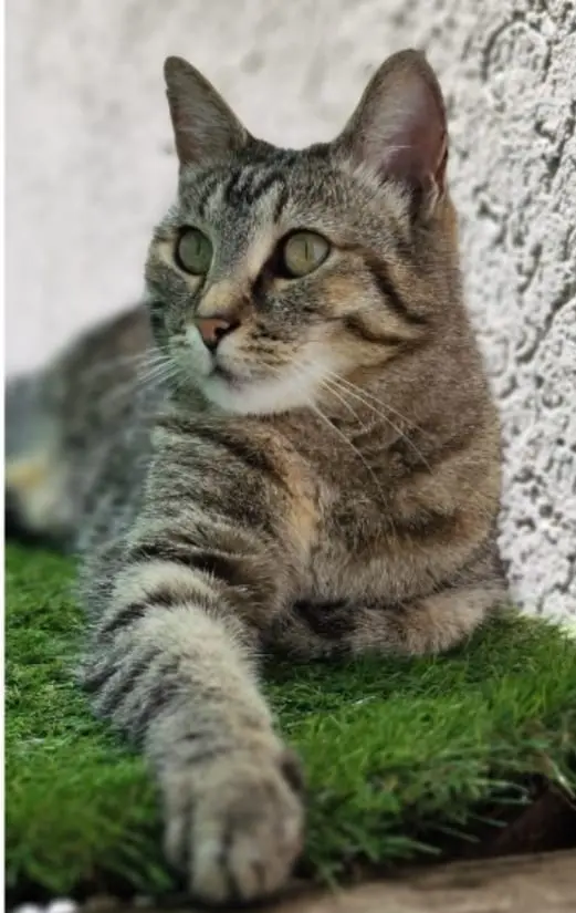 gatta lost   33097 Spilimbergo / Spilimberc Milù