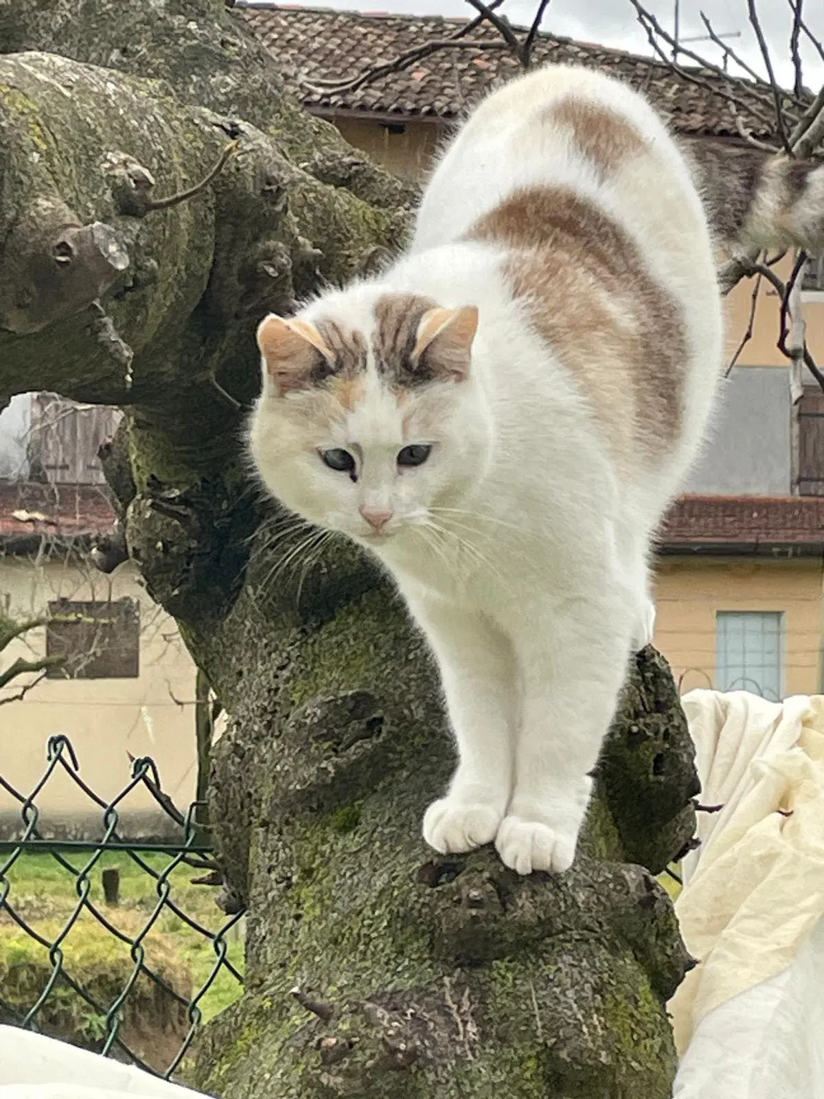 gatta lost   33070 Caneva Milù