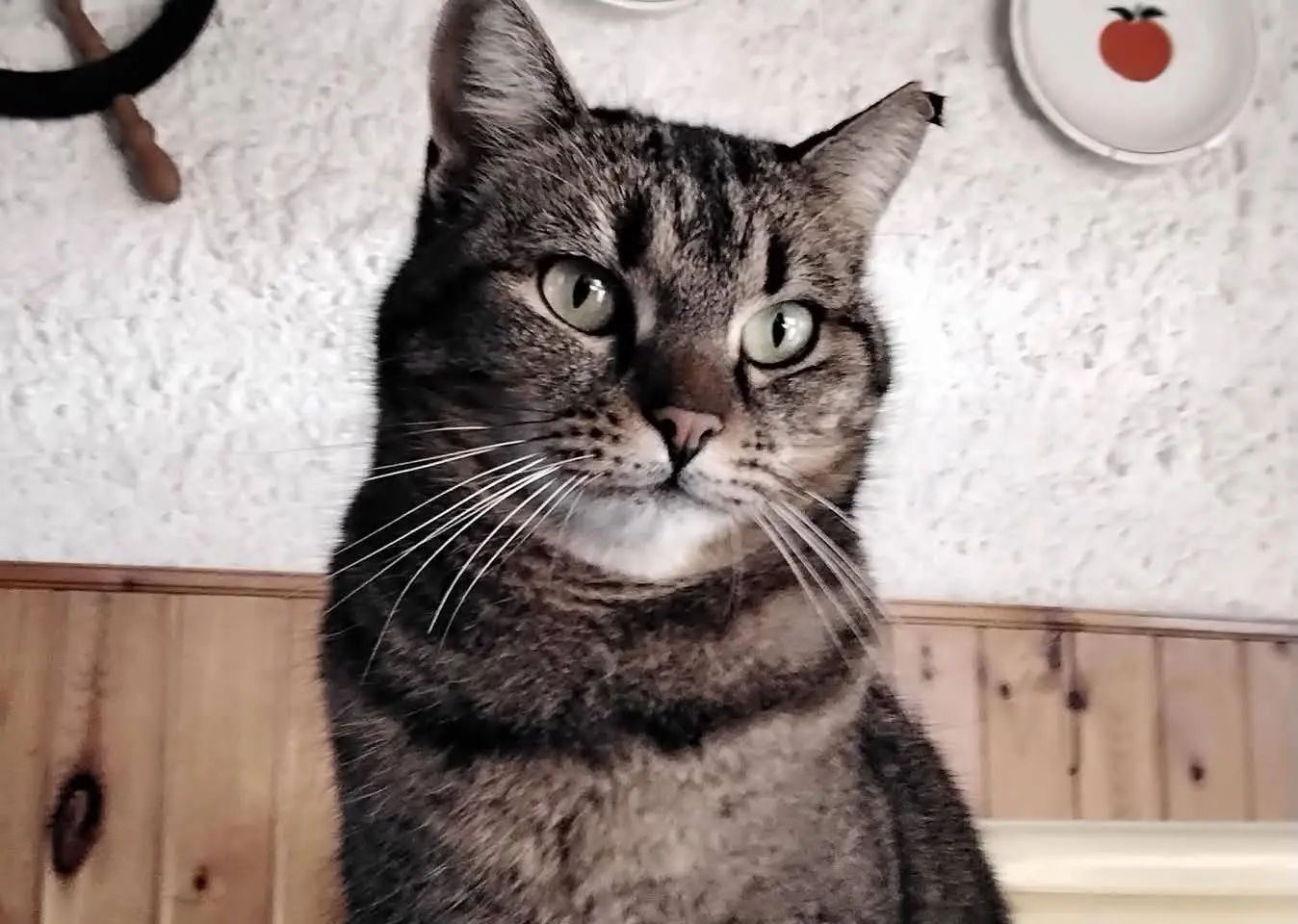 gatta lost   33080 Porcia Micia