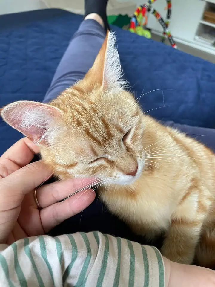 gatta lost   33085 Maniago / Manià Sissi