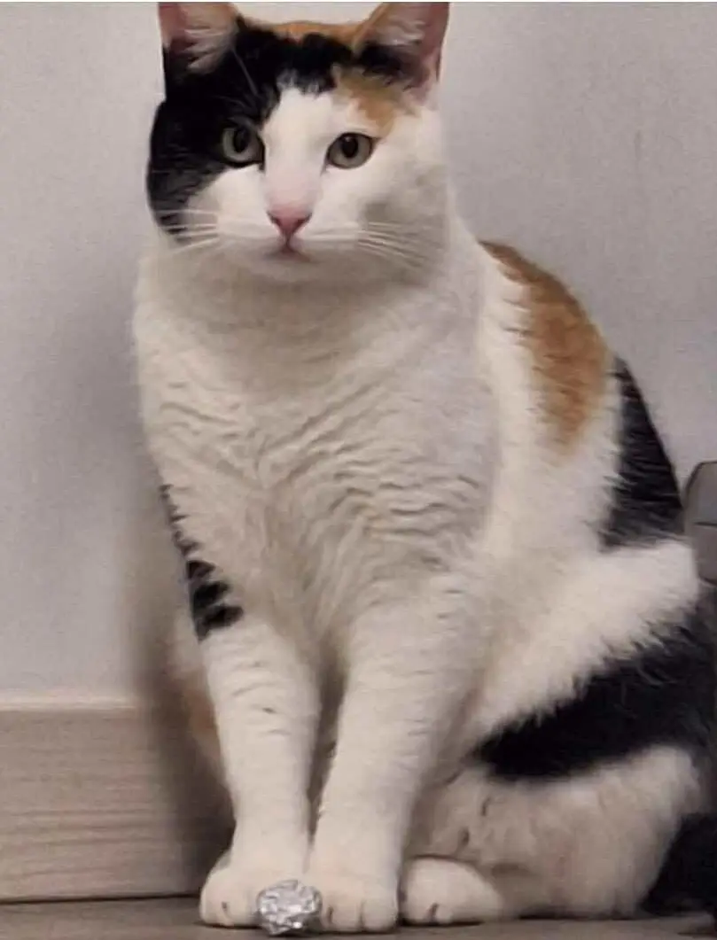 gatta lost   33098 Valvasone Arzene / Voleson Darzin Nina