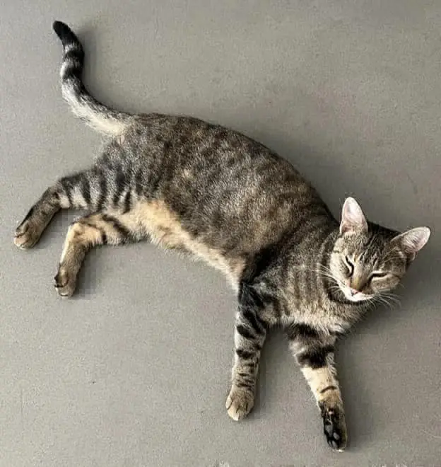 gatta lost    Carmignano Noa