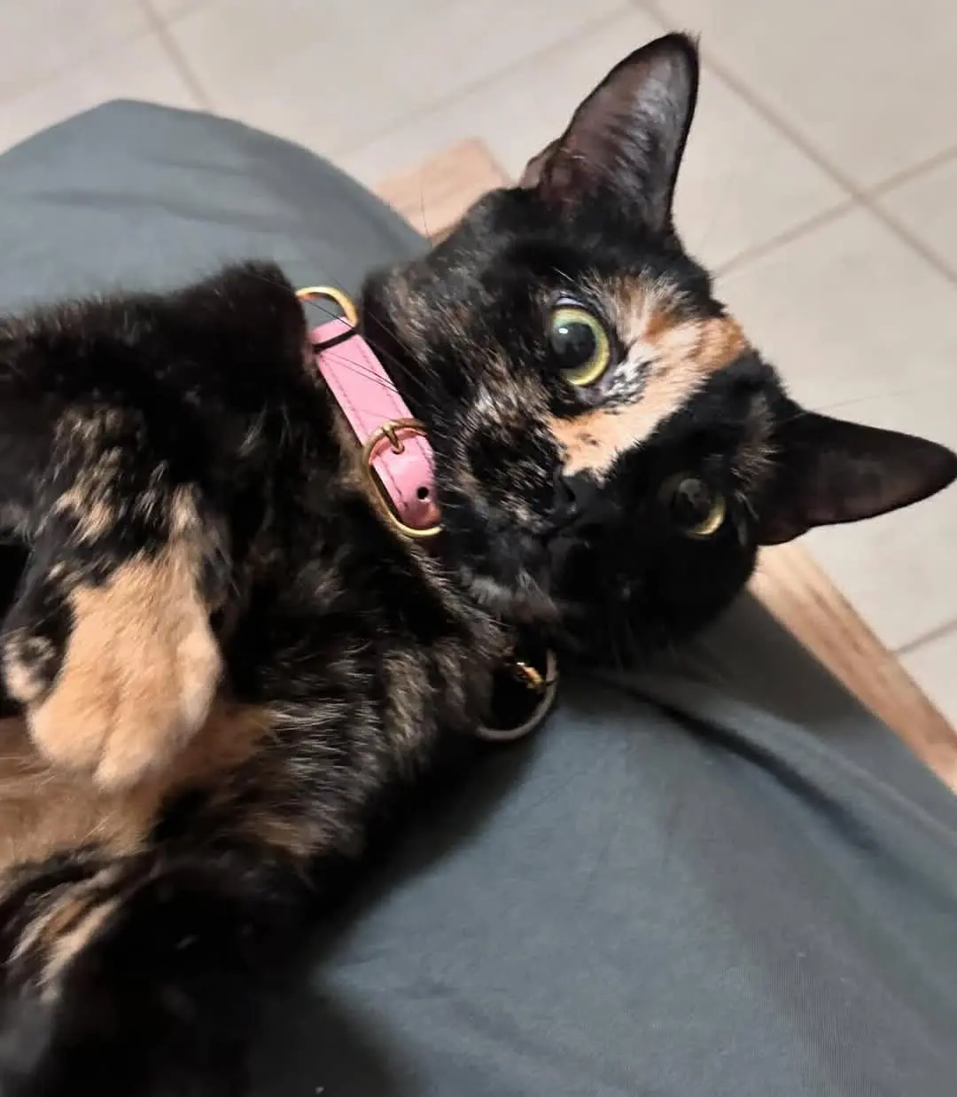 gatta lost    Prato Bobo