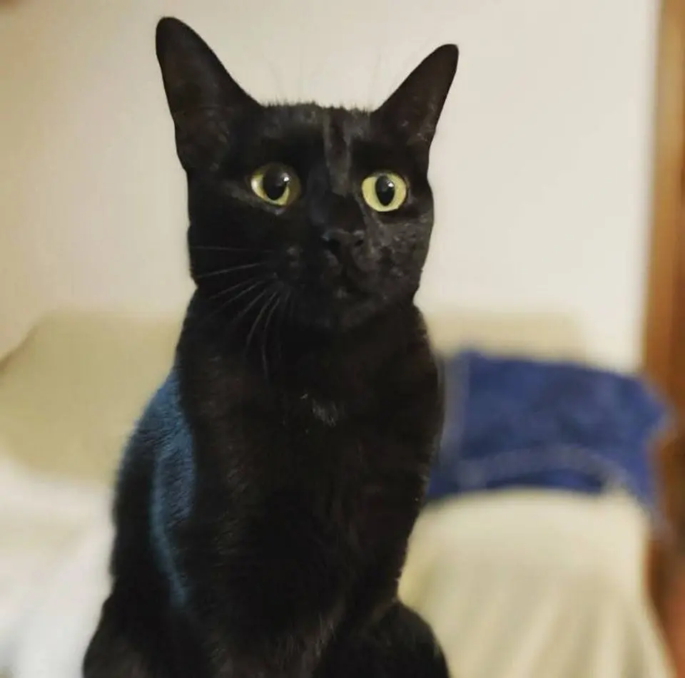 gatta lost   61037 Mondolfo Eko