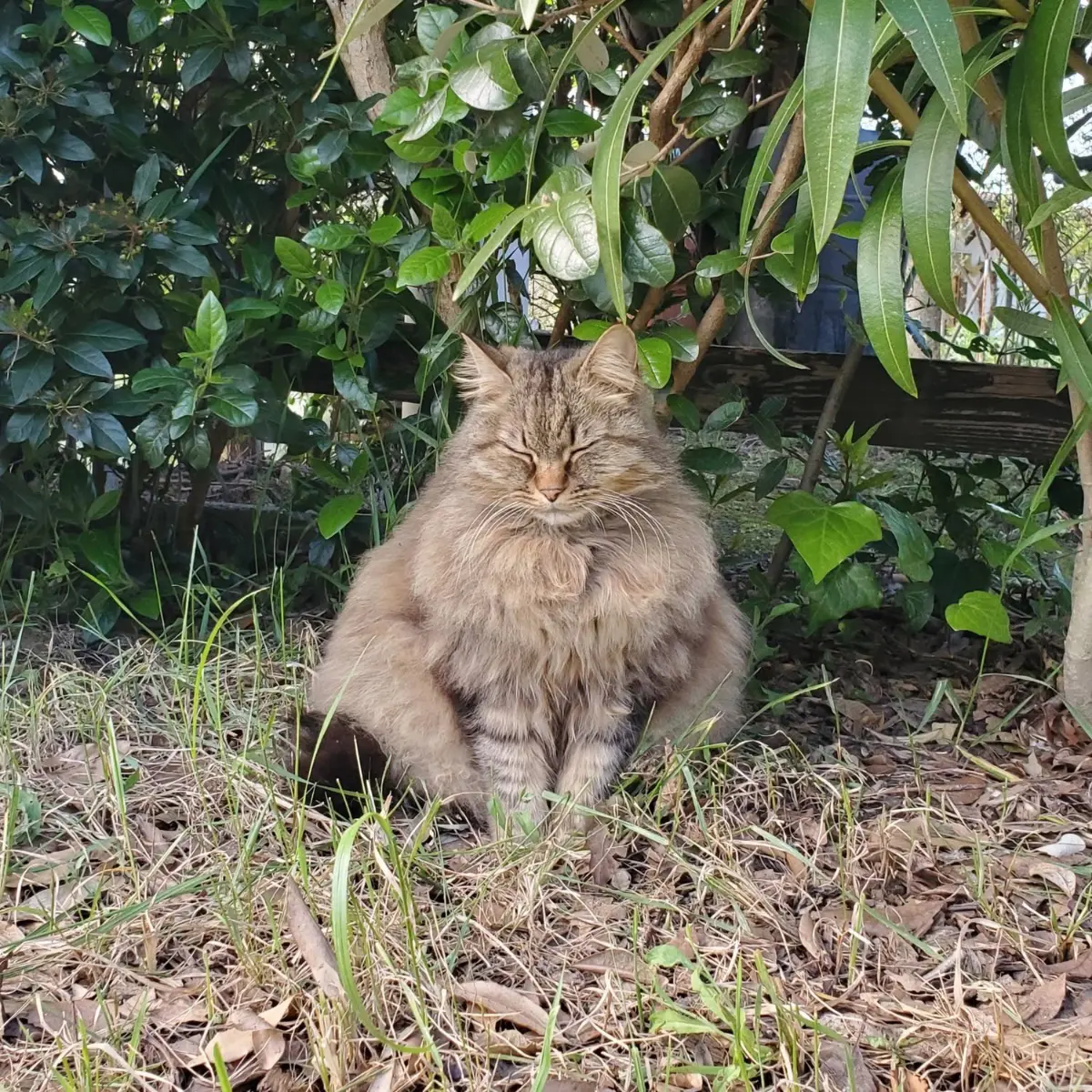 gatta lost   61029 Urbino Kira