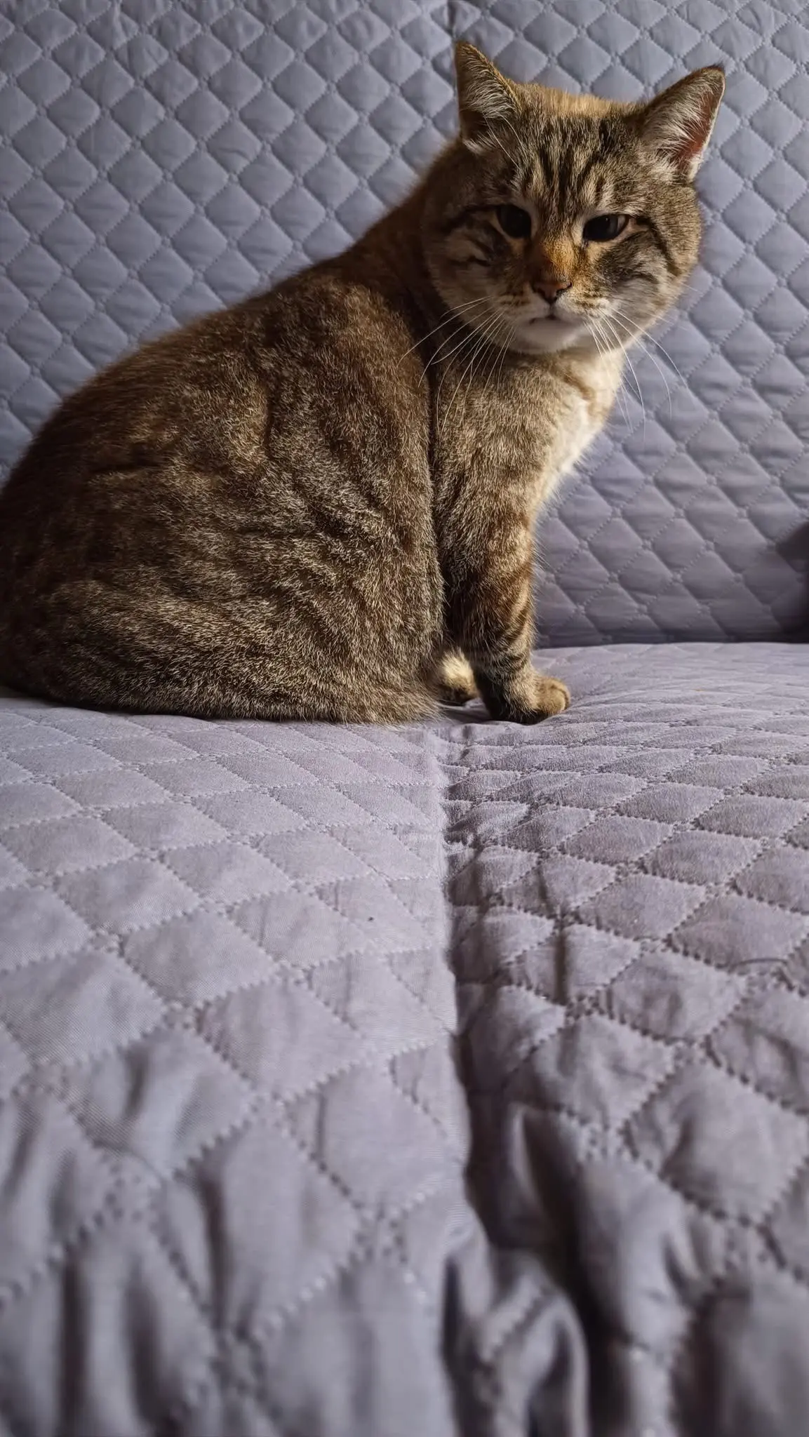 gatta lost   61029 Urbino Luna