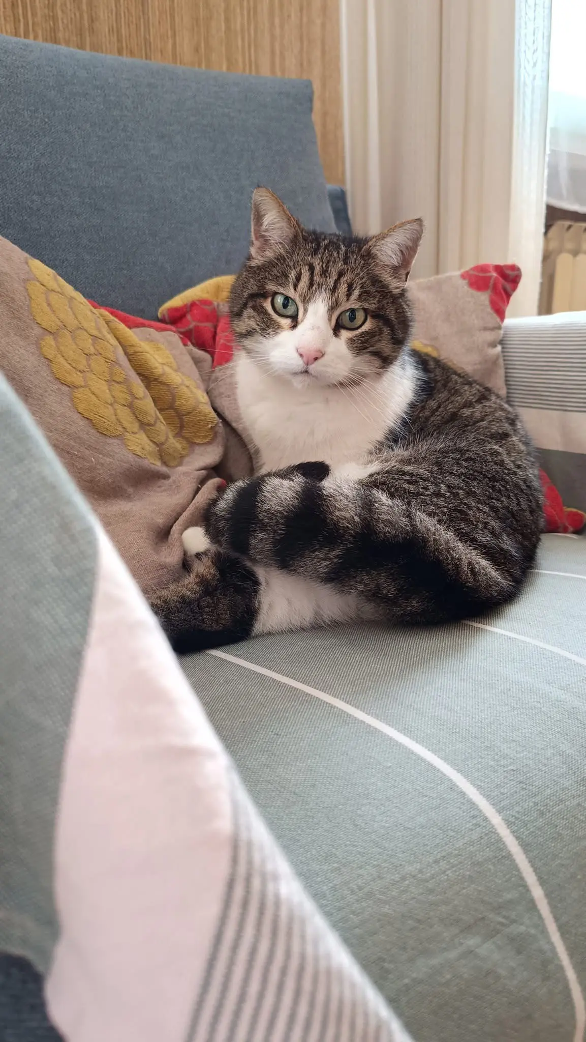 gatta lost   61029 Urbino Mia