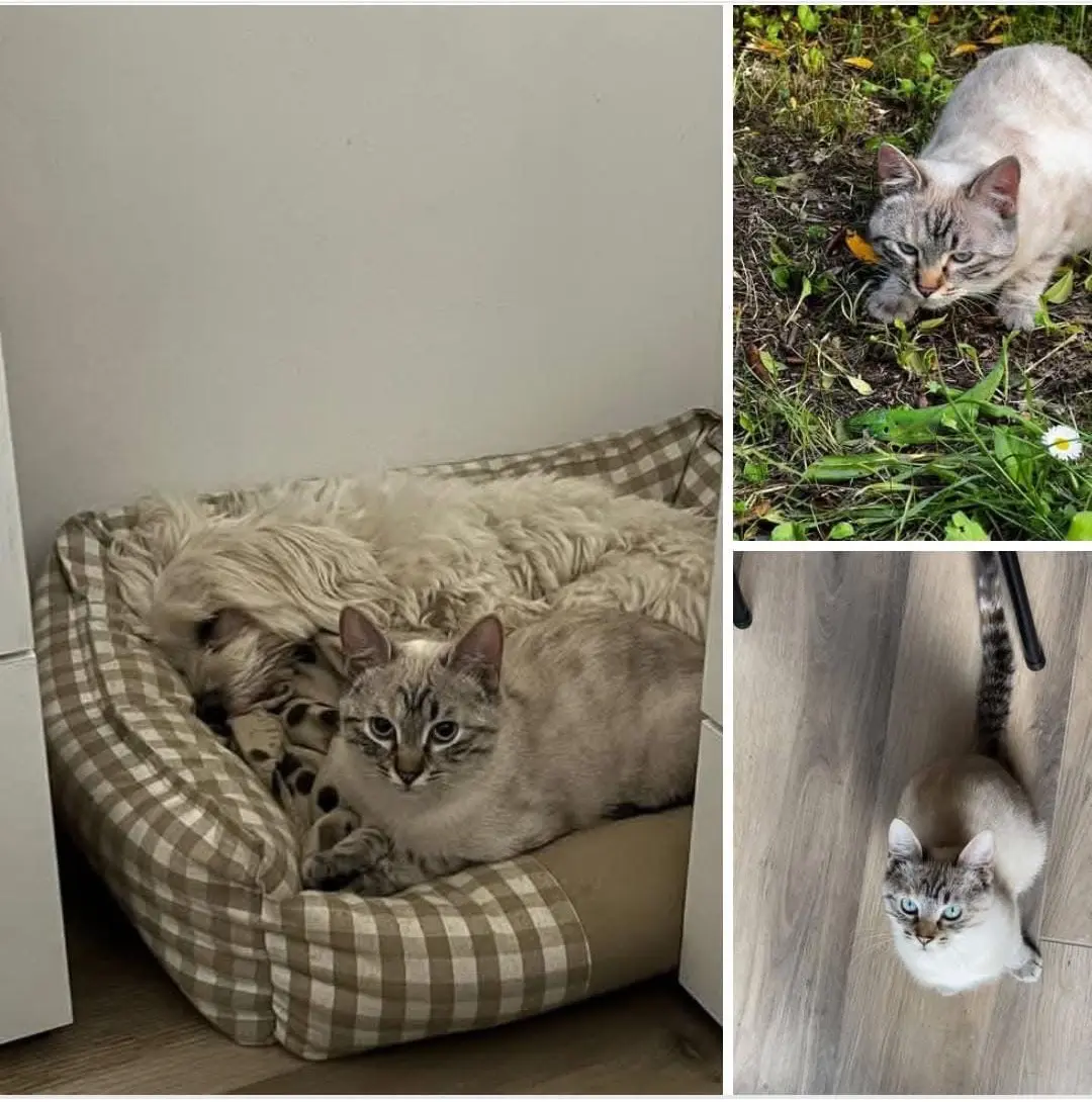 gatta lost  Piazzale della Stazione 61032 Fano Nori