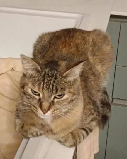 gatta lost    Pesaro Joy