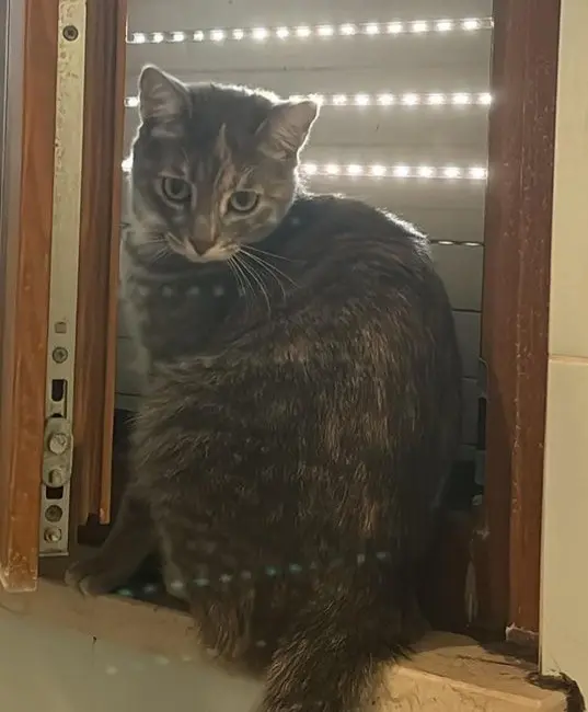 gatta lost    Pesaro Kiki