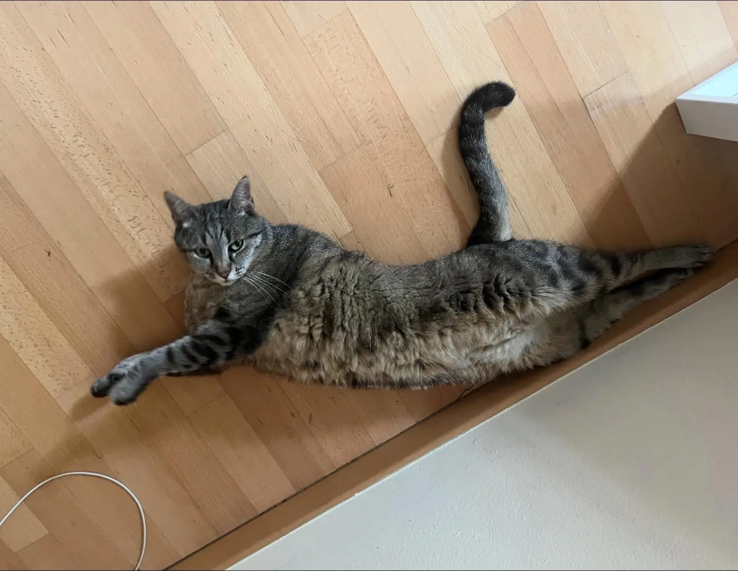 gatta lost    Pesaro Margot