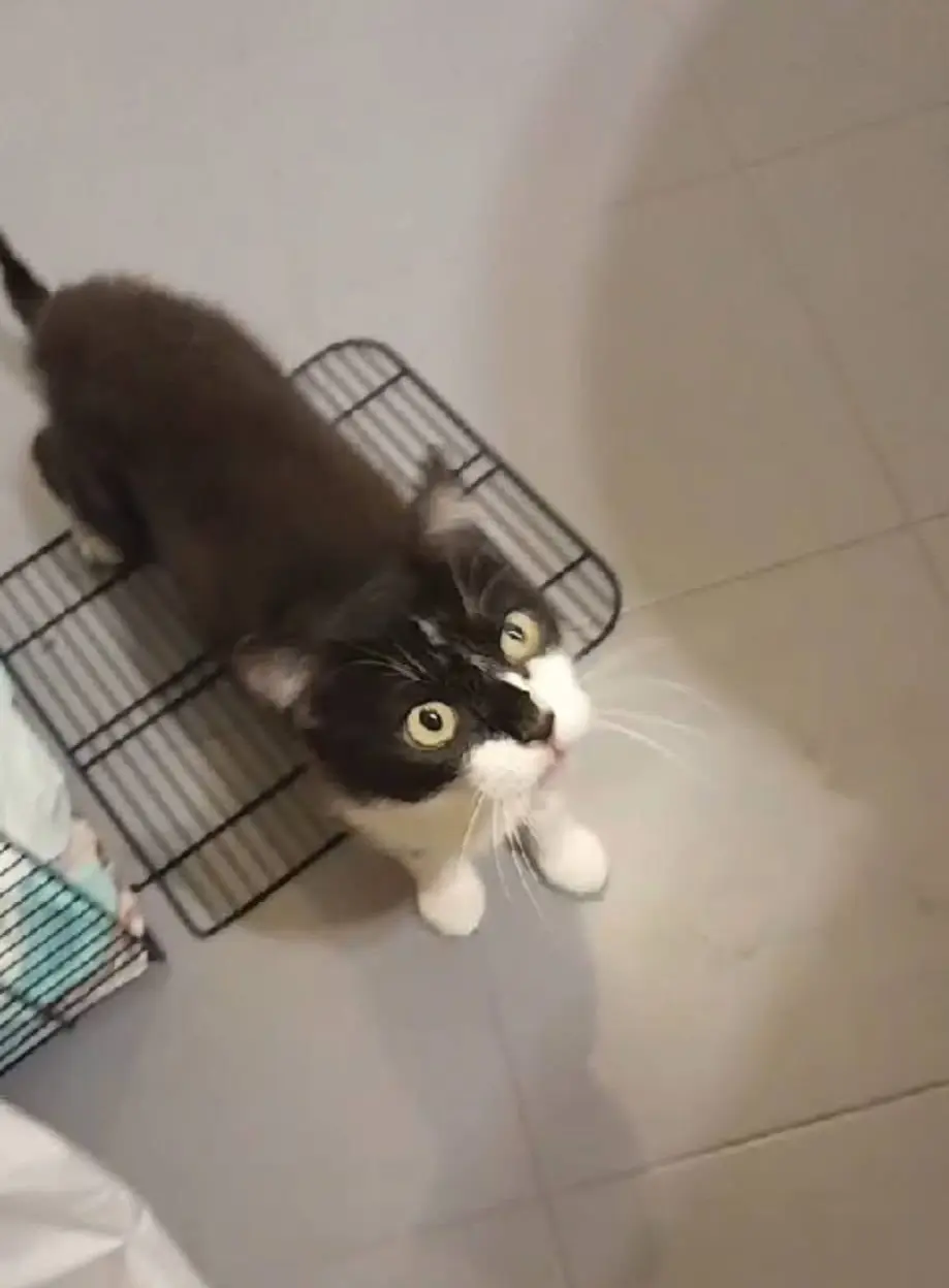 gatta lost  Via Mombaroccio 61024 Monteciccardo Mimina