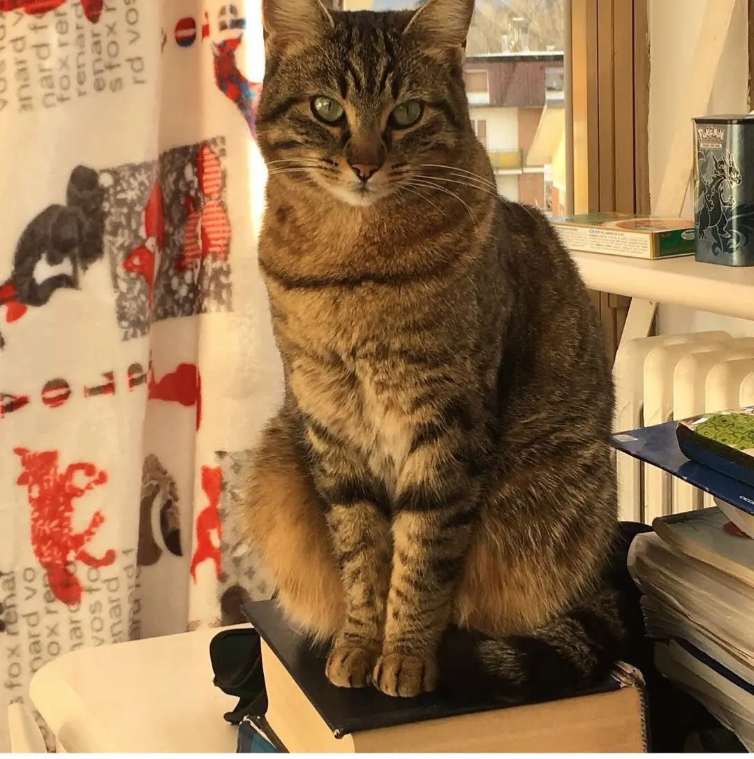 gatta lost    Pesaro Nozomi