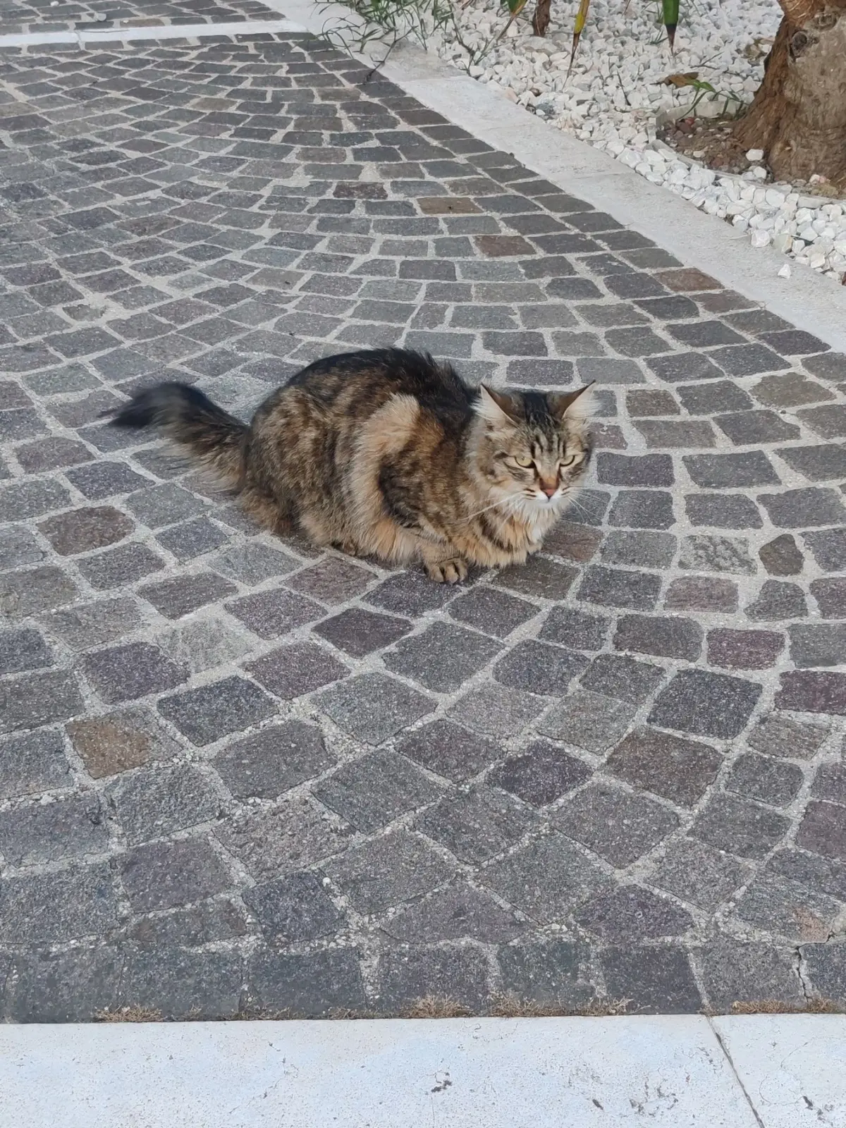 gatta lost    Pesaro Perla