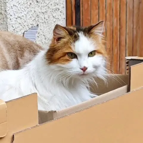 gatta lost  Piazzale della Stazione 61032 Fano Sofi