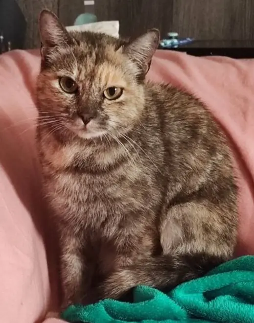 gatta lost    Corana Polaris