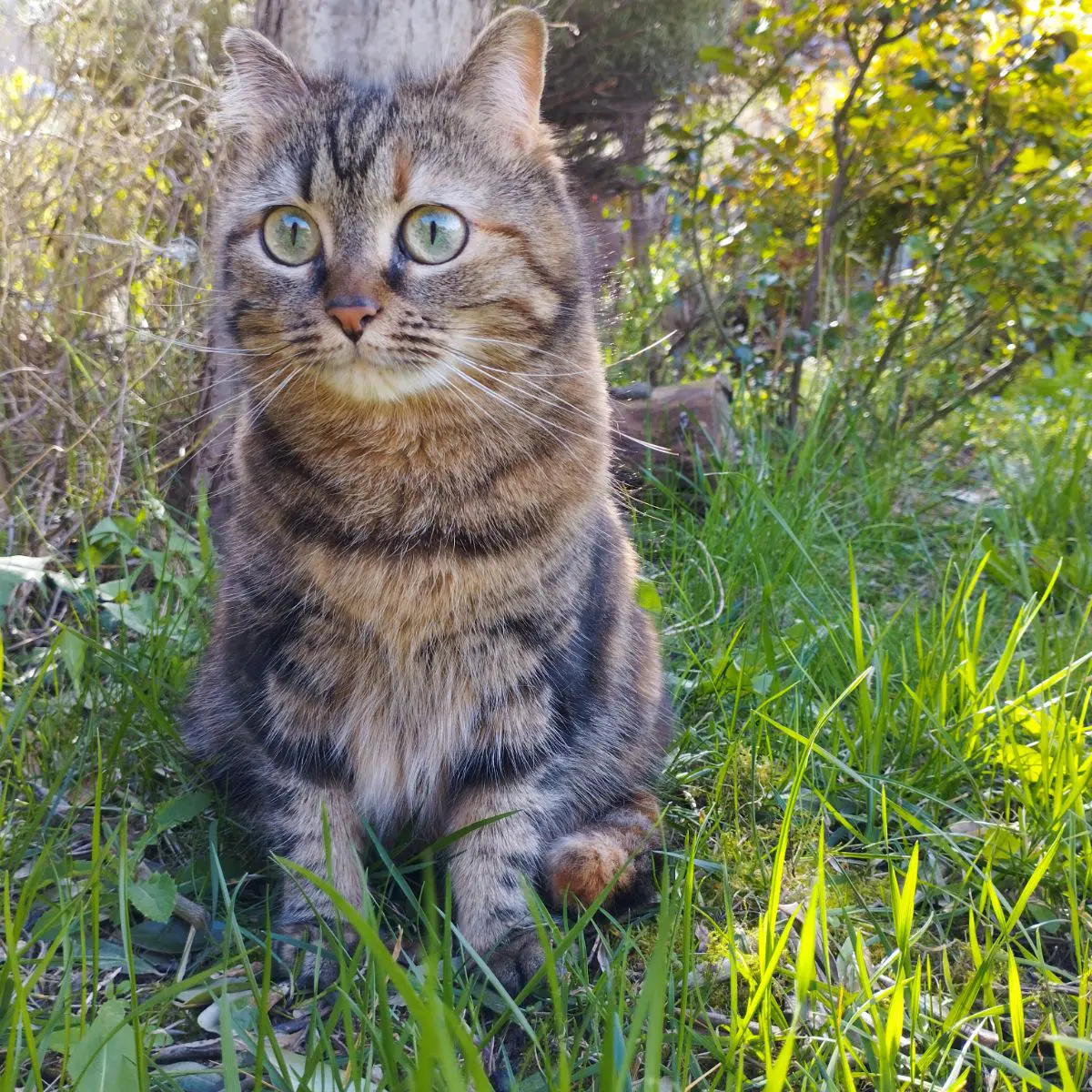 gatta lost   27058 Voghera Roxy