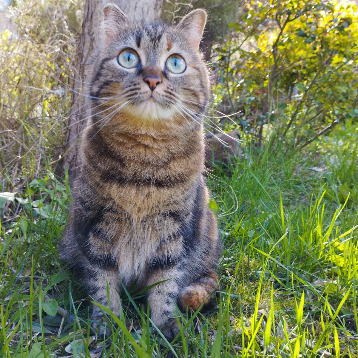 gatta lost   27058 Voghera Roxy gatta europea spot rossi