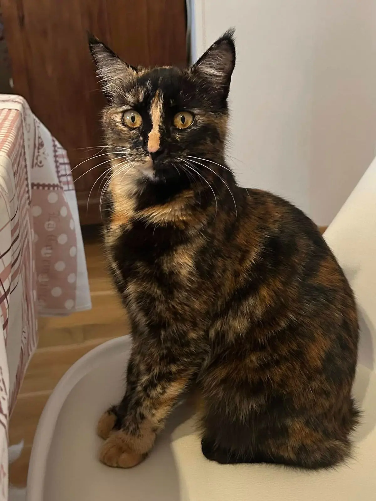 gatta lost   85028 Atella Minù