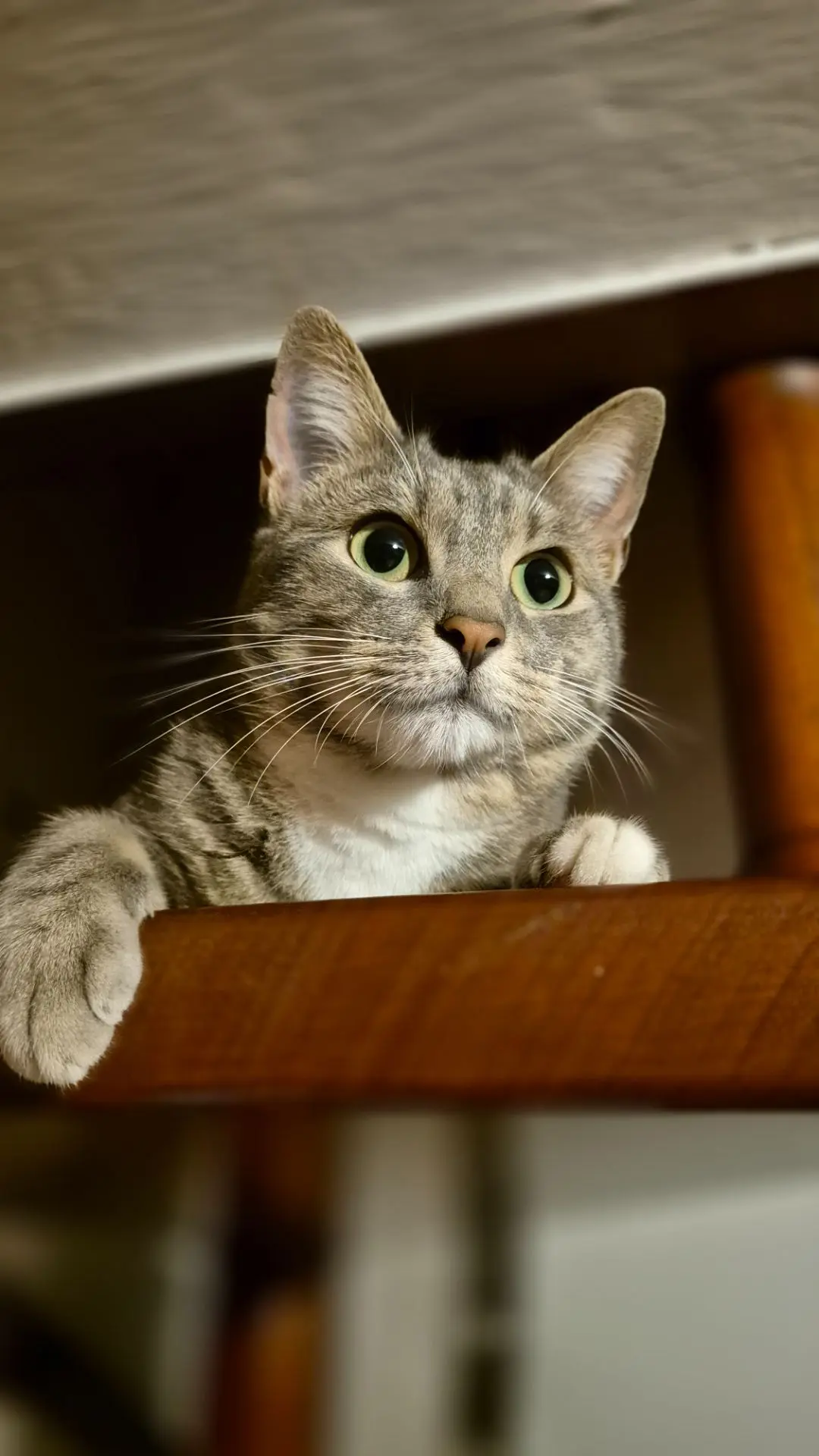 gatta lost   48015 Cervia Bea ( microchip butter)