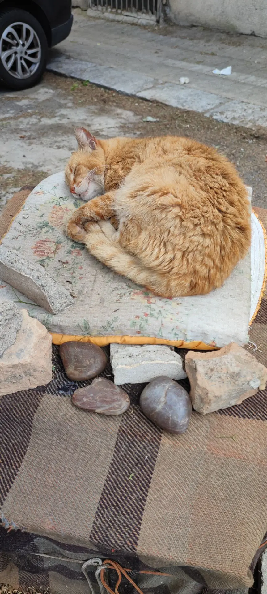 gatta lost    Reggio de Calabre Cerco gatta di colonia stanzia