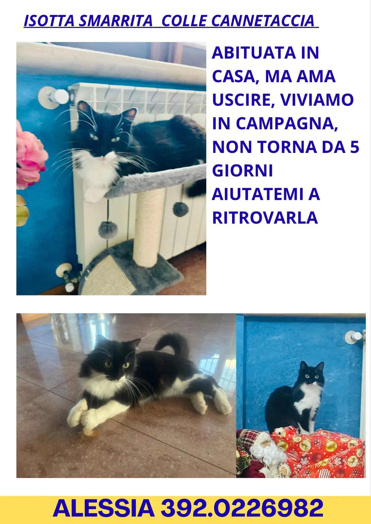 gatta lost   00038 Valmontone Isotta