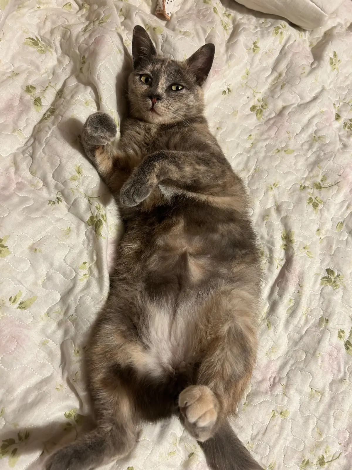 gatta lost    Subiaco Nala