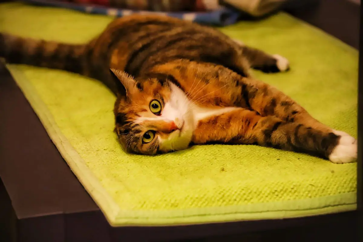 gatta lost    Rome Alice