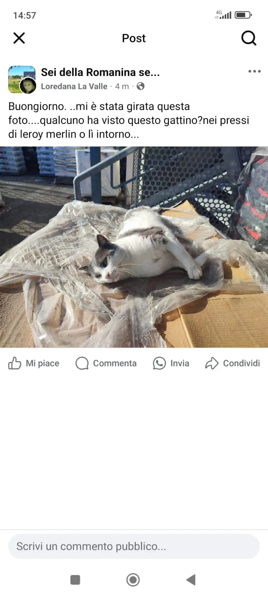 gatta lost    Rome Piccoletto