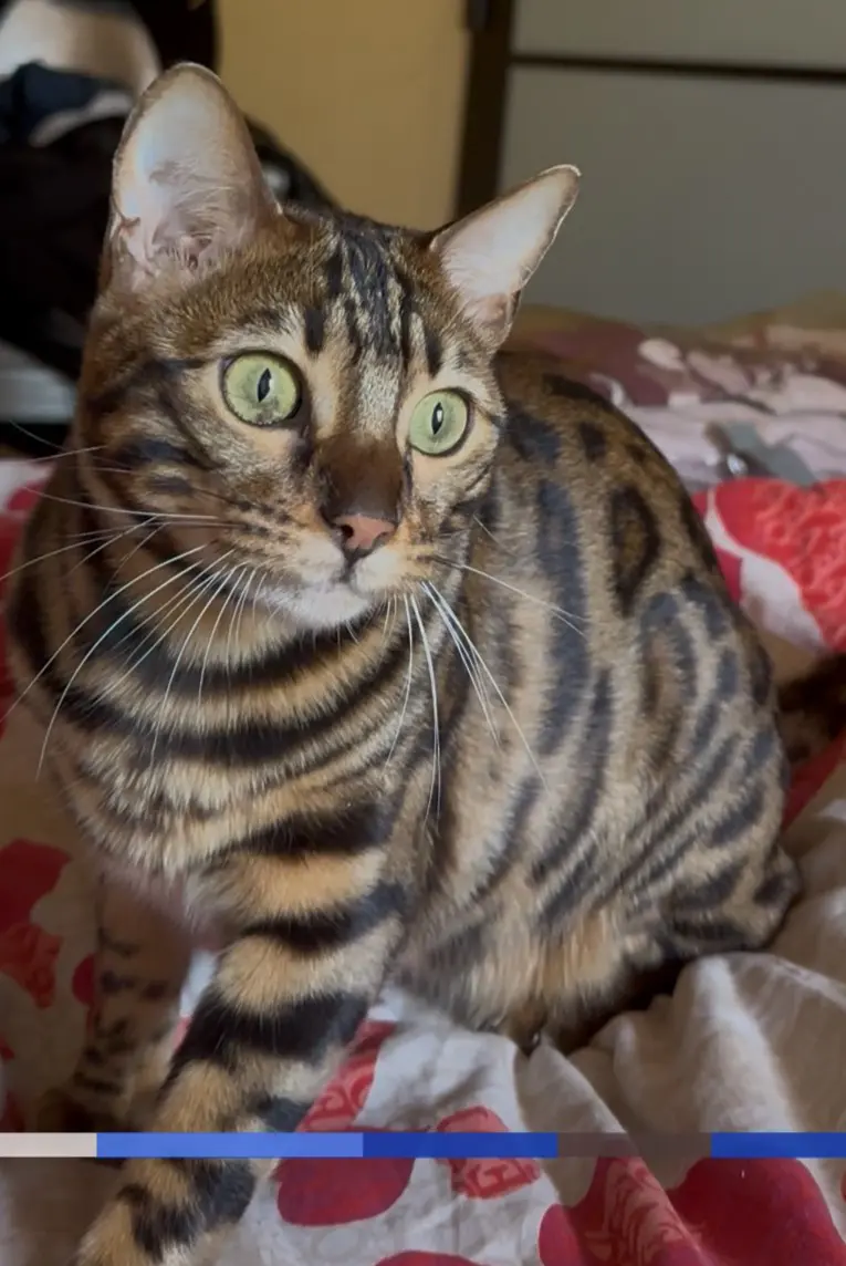 gatta lost    Rome Sophie