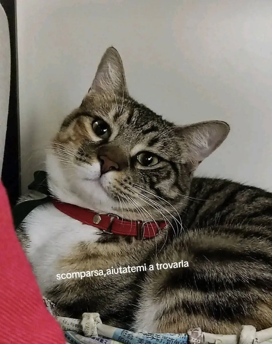 gatta lost   84013 Cava de' Tirreni Milú