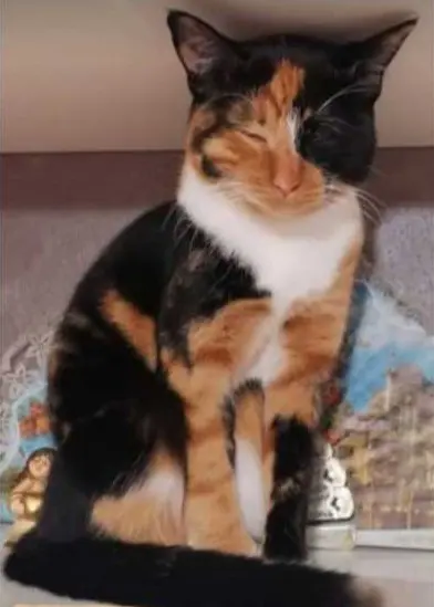 gatta lost   23010 Rogolo Mela