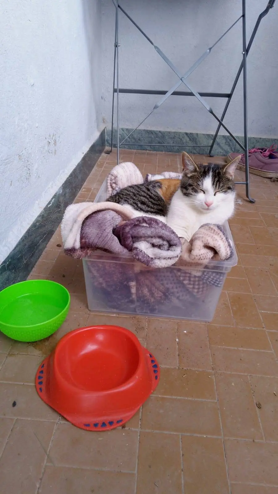 gatta lost   19038 Sarzana Dumba