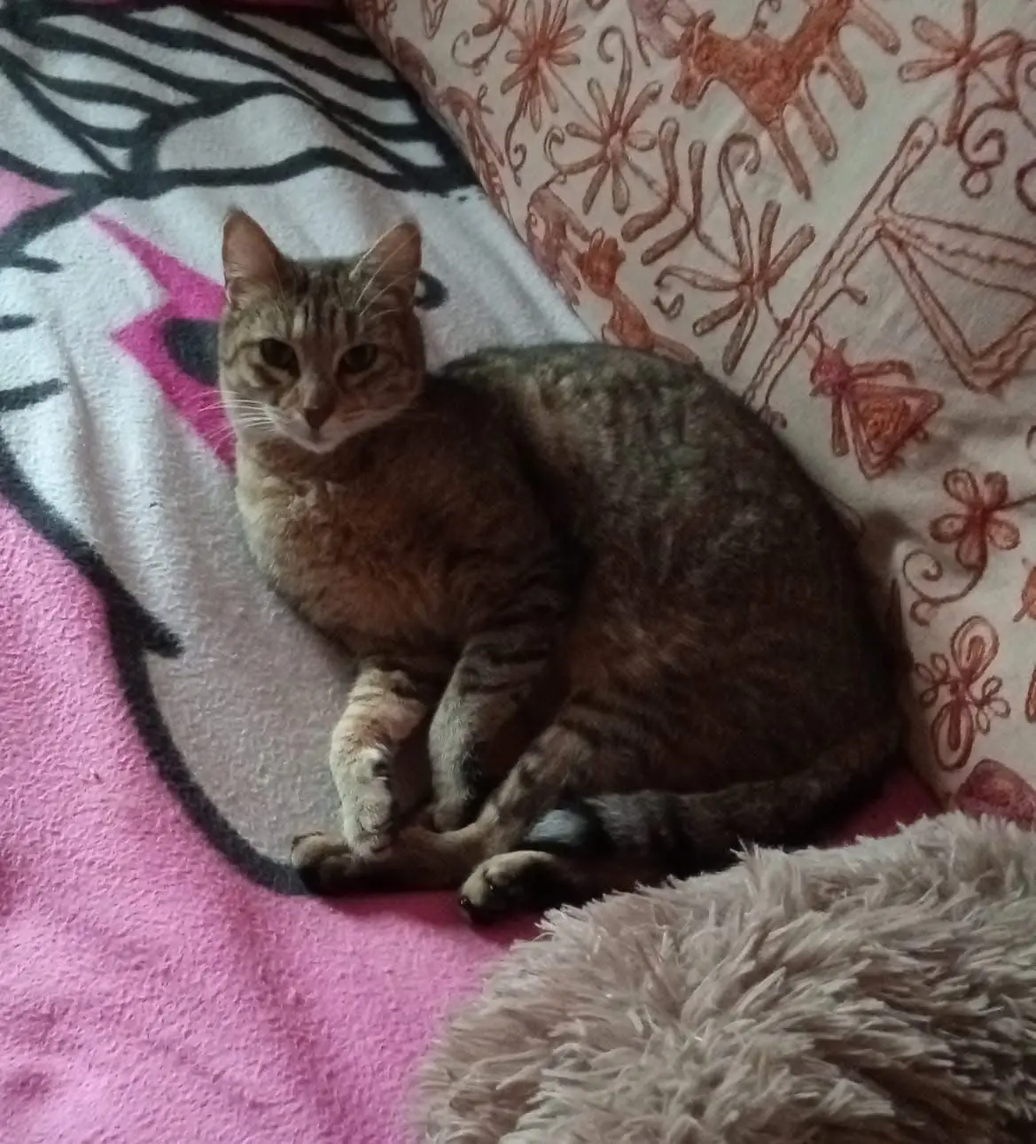 gatta lost    La Spezia Angela