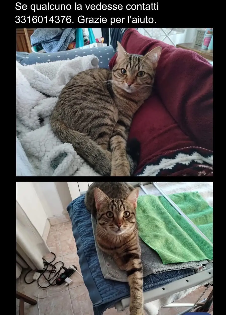 gatta lost    La Spezia Betty