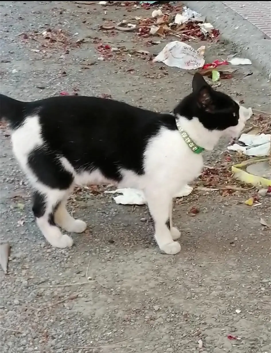 gatta lost    La Spezia Bianchina