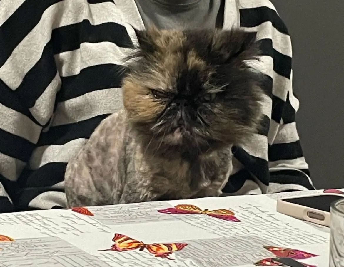 gatta lost    La Spezia Lola