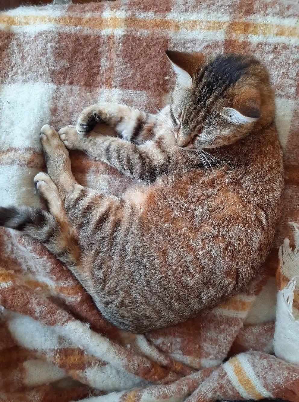 gatta lost    La Spezia Maffi / mafalda