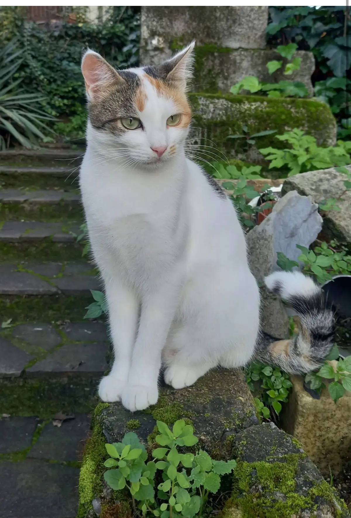 gatta lost    La Spezia Menta